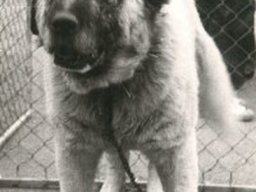 Balioushi Sharplanina Dog